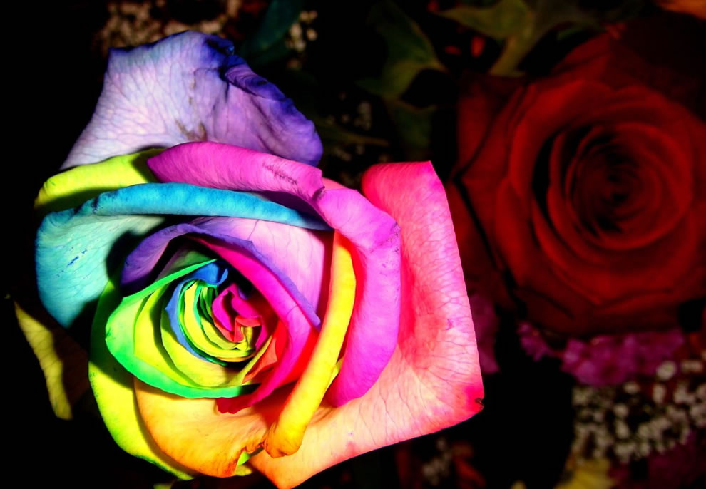 Цвет роз и их значение