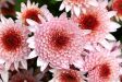 Jak udržet kytici chryzantém déle a jak oživit odkvetlé květy?