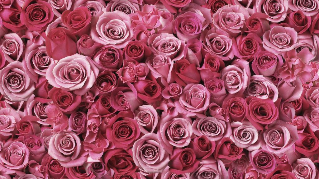 Розовые розы: значение цветов